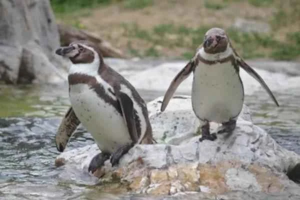 Animales bípedos: Definición and ejemplos - Pingüinos (familia Spheniscidae)