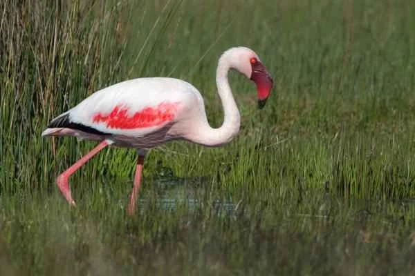 Tipos de flamencos - Flamenco enano (Phoenicopterus minor)