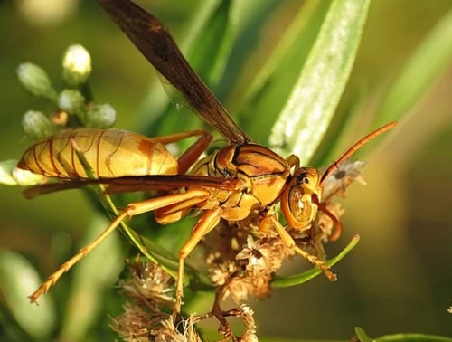 Encountering Vampire Wasps: A Terrifying Natural Wonder