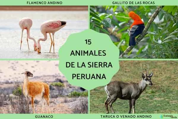15 representative animals commonly found in the Peruvian highlands (with detailed introductions and pictures)