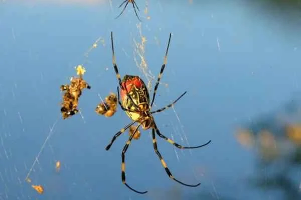 Korean Animals - Asian Hairy-tailed Spider (Trichonephila clavata)