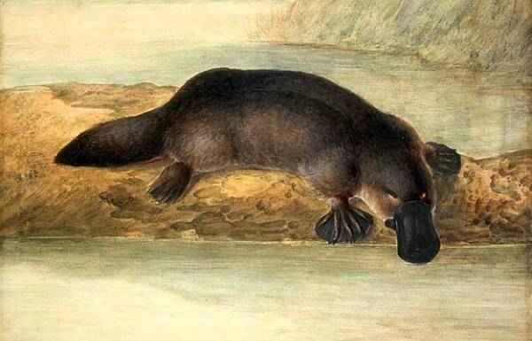 Egg-laying mammals: special members of the mammalian class