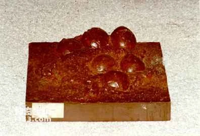 The theory of reproductive frustration leading to the extinction of dinosaurs and its evidence