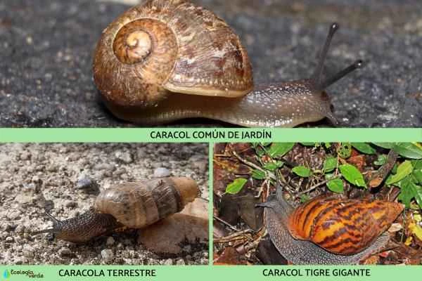 Land snails: What they are, their characteristics, and types - Types of land snails