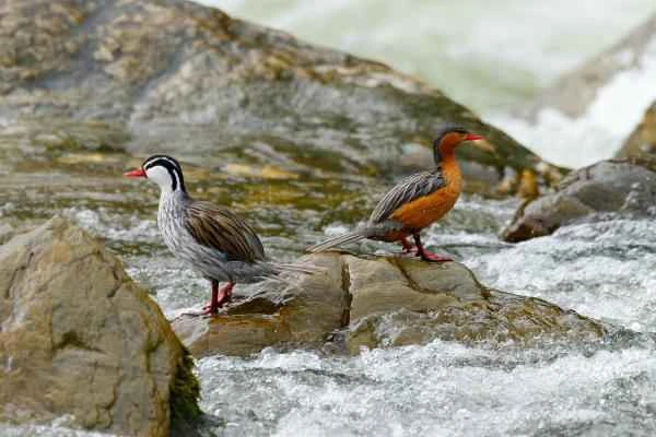 Types of ducks - Whitewater ducks