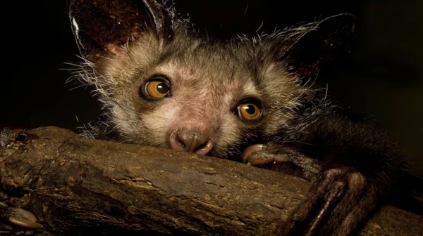 Understanding the Symbol of "Misfortune"—The Unique Lemur of Madagascar: the Aye-aye