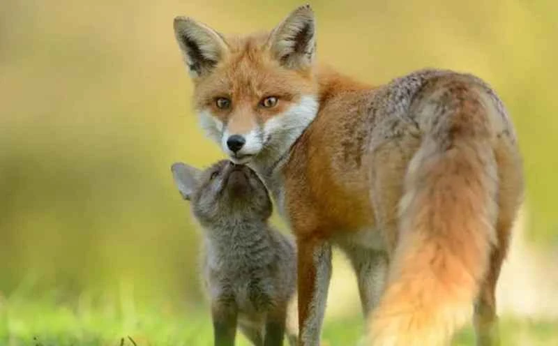 Types and characteristics of foxes