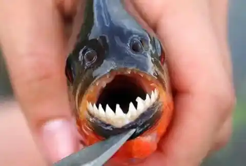 The world's most dangerous fish