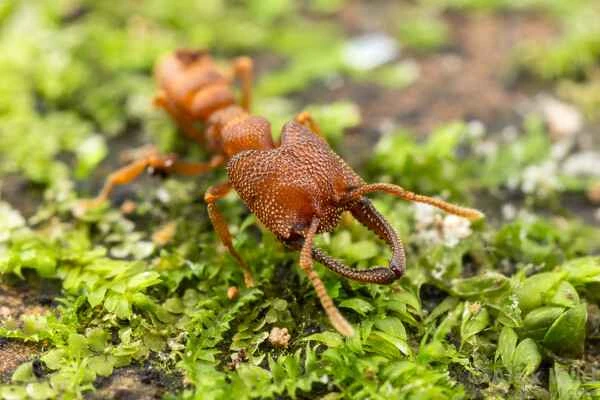 Top 10 Animal Sensitivity Rankings: Now You Know Why You Can Never Swat a Fly