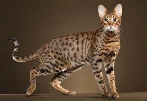 Savannah cat: The tallest domestic cat in the world