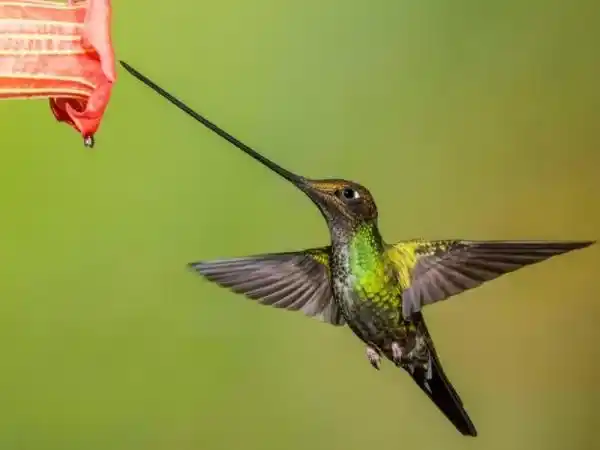 A comprehensive list of species endemic to Colombia (23 species, including key information and scientific names).