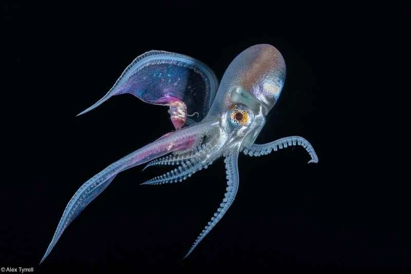 Top 10 Famous Octopus Species