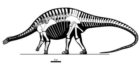 A new genus and species of Jurassic diploid saurid, *Lingwulong*