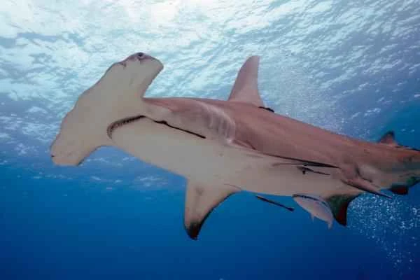 Mediterranean shark - Hammerhead shark (Sphyrna mokarran)