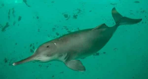 Dolphin species - Baiji (Litopenaeus baiji)