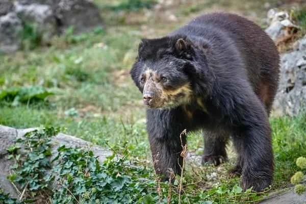 Animales de la sierra peruana - Oso de anteojos (Tremarctos ornatus)