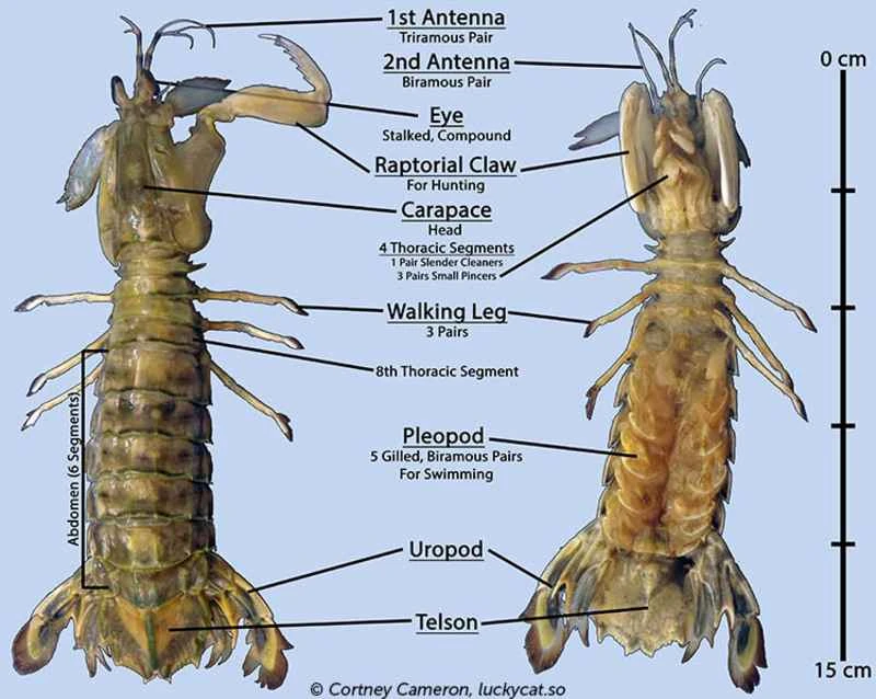 Top 10 Famous Mantis Shrimp Varieties