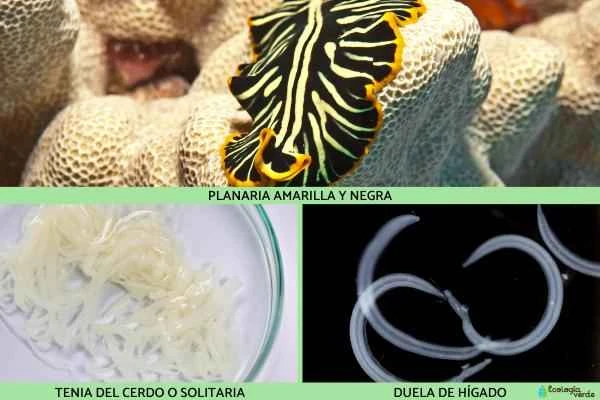 Tipos de gusanos - Los platelmintos