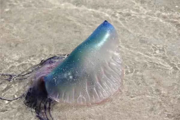 Animales más peligrosos en España - Carabela portuguesa