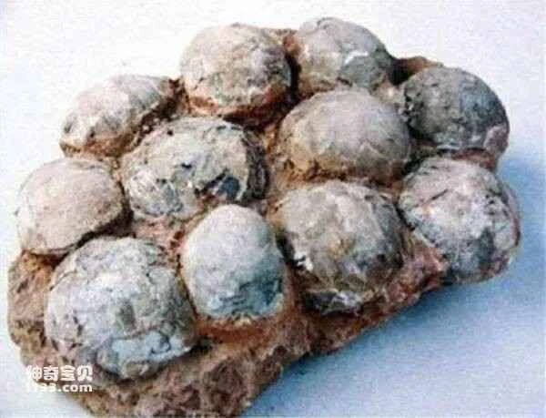 The origin and extinction of dinosaurs