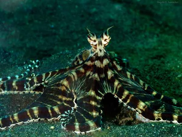 Which three animals do mimic octopuses often imitate?