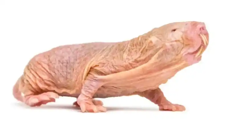 The 10 "Ugliest" but Most Intelligent Animals in the World: Average Appearance, Top-Notch Functions