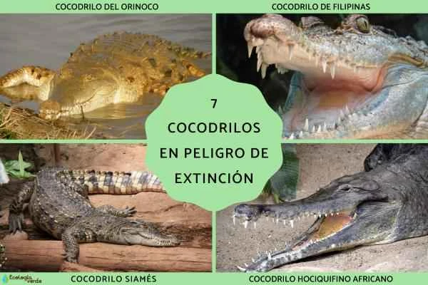 Seven of the most endangered crocodile species: current status, distribution, and survival crisis.