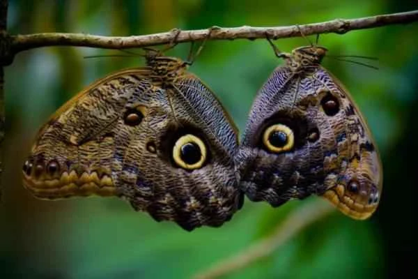 Butterfly species - Owl butterfly (Caligo memnon)