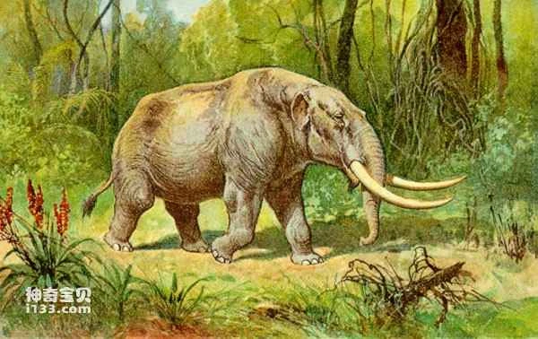 The Evolution of Asian Elephants: Mastodonts