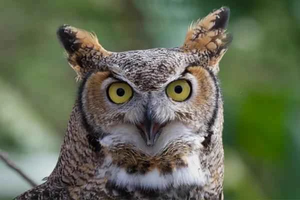 Depredadores of serpientes - Búho americano (Bubo virginianus)