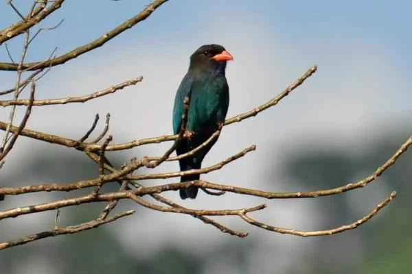 Korean Animals - Oriental Florence (Eurystomus orientalis)
