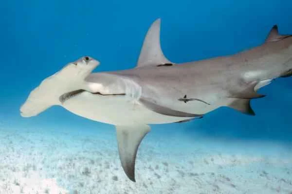 Endangered shark – Great Hammerhead Shark