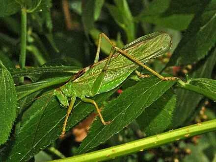 Detailed information and habits of the green katydid (detailed introduction)