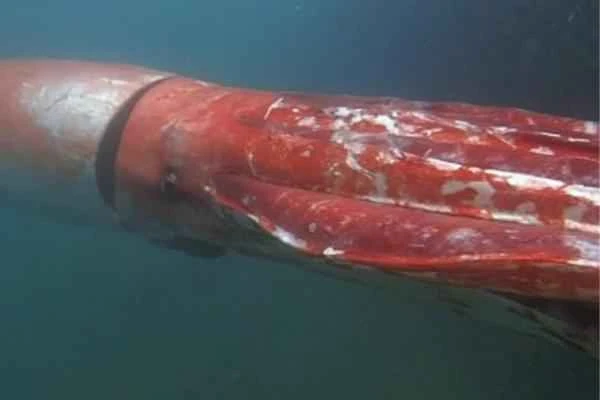 Squid varieties - Giant squid