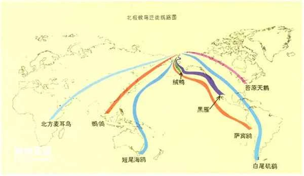 What kinds of birds are there in the Arctic?