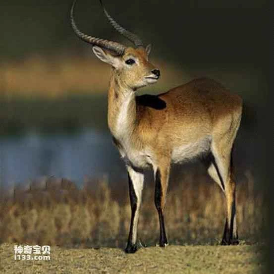 Physical characteristics and origin of Tibetan antelope