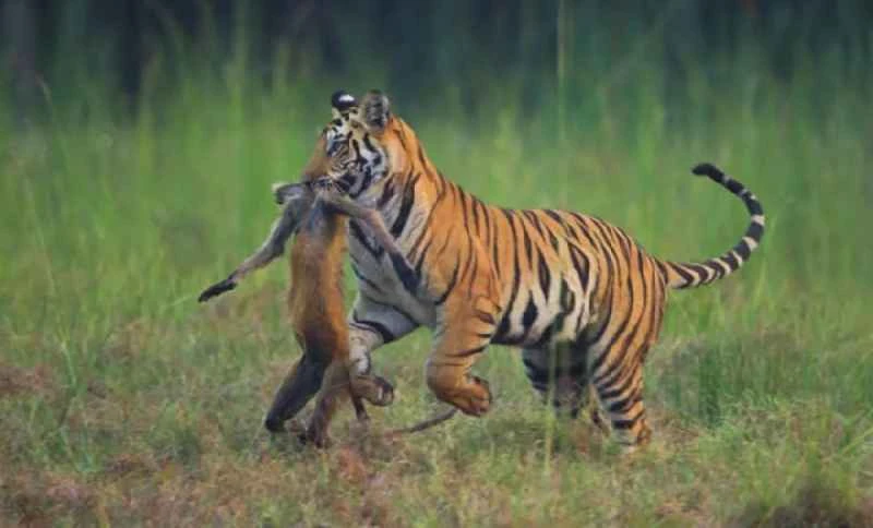 What do tigers eat? Will they be eaten by other animals?
