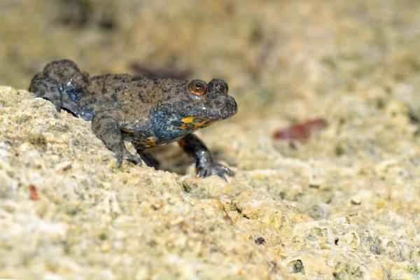 Animals and animals - Sapo de vientre amarillo (Bombina variegata)