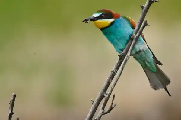 2025072396297773.webp 7.webp