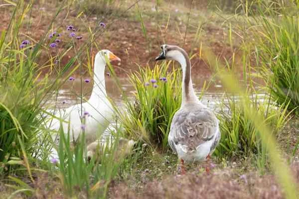 Types of geese - Pearl geese