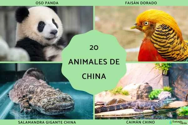 Names and Pictures of 20 Animals in China