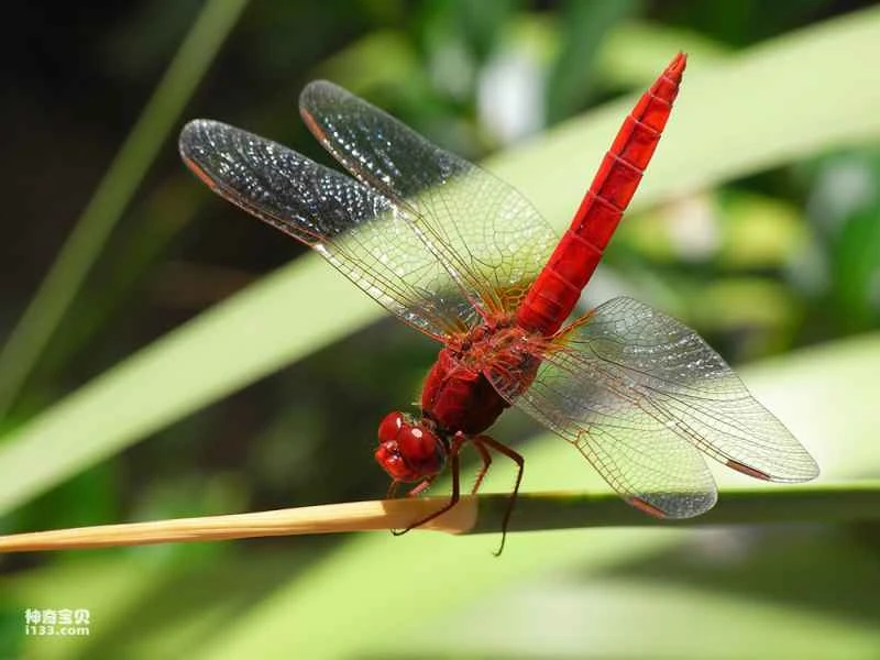 The world appears more vibrant through the eyes of a dragonfly.