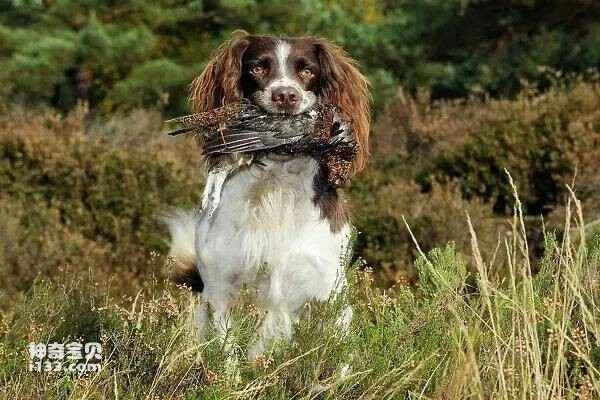 The 12 Dogs with the Most Sensitive Smells in the World