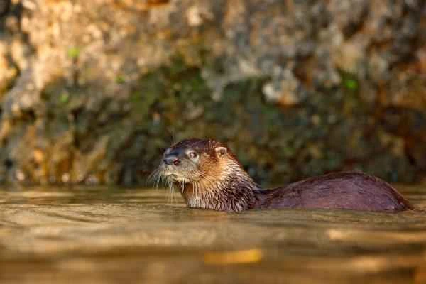Tipos de nutrias - Nutria neotropical (Lontra longicaudis)