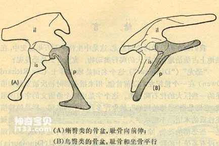 A Comprehensive Guide to Dinosaur Classification and Characteristics