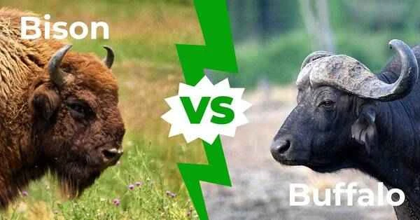 Calf vs. Buffalo: The Ultimate Showdown