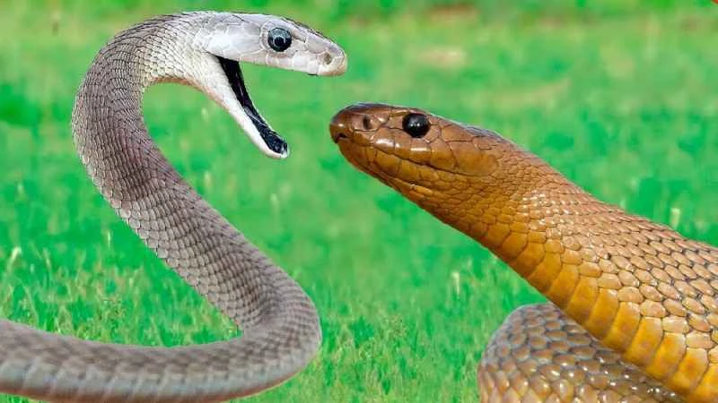 Deadly Showdown: Inland Taipan vs. Black Mamba – Who Will Reign Supreme?