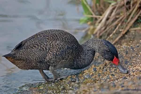 Types of ducks - Variegated duck