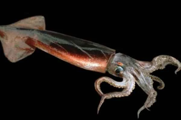 Types of squid - Black squid