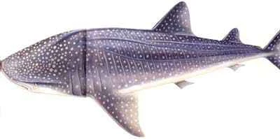 The largest fish on Earth